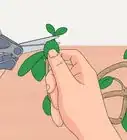 Prune a Jade Plant