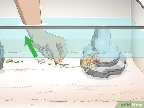 Image titled Care for a Marine Hermit Crab Step 8