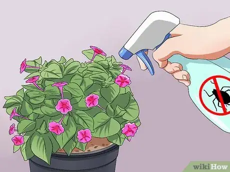 Image titled Grow Four O' Clock Flowers Step 17