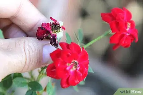 Image titled Care for Flowers Step 14