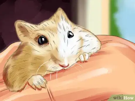 Image titled Choose a Healthy Hamster Step 6
