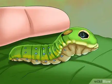 Image titled Keep Caterpillars Out of the Garden Step 4