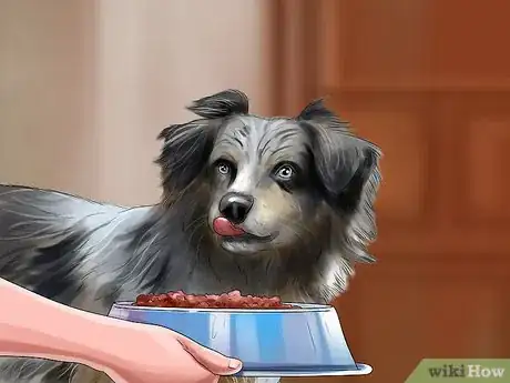 Image titled Introduce a Dog to a New Family Member Step 18