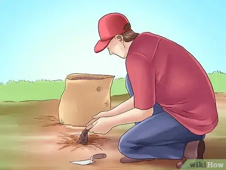 Image titled Plant Evergreen Shrubs Step 5