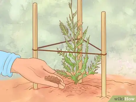Image titled Plant Leyland Cypress Step 21