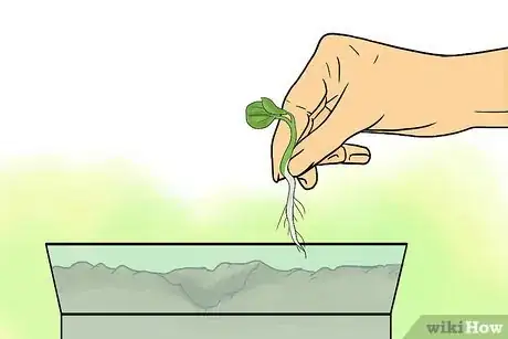 Image titled Grow Lisianthus Step 8