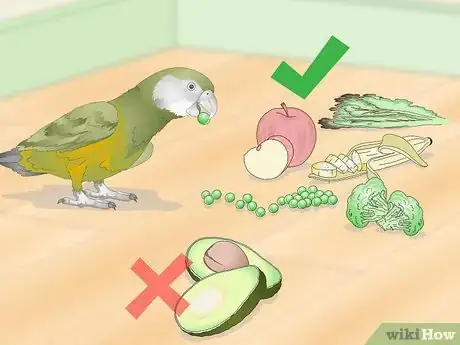 Image titled Keep a Senegal Parrot Entertained Step 6