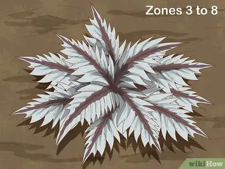 Image titled Pick Low Maintenance Perennials for Your Garden Step 9