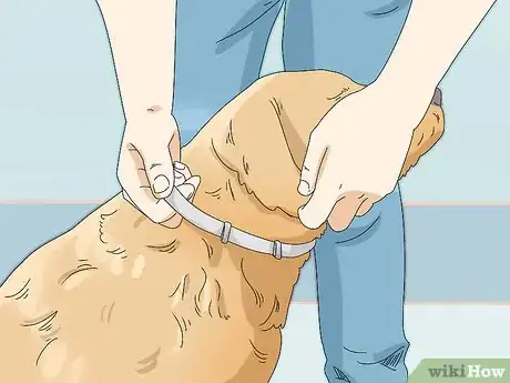 Image titled Prevent Flea Bites Step 3