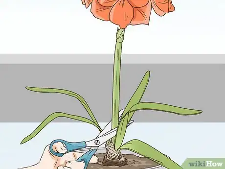 Image titled Plant Amaryllis Step 11