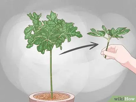 Image titled Grow Figs in Pots Step 1