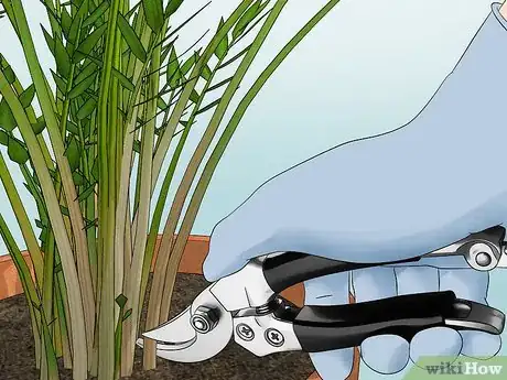 Image titled Plant an Areca Palm Step 18