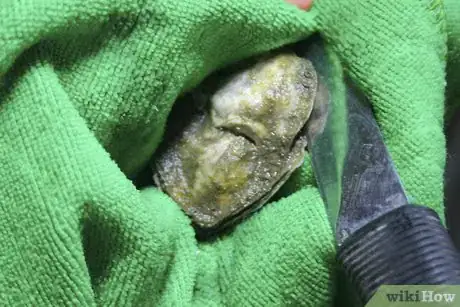 Image titled Cook Oysters Step 12