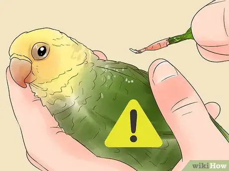 Image titled Treat Lovebirds with Psittacine Beak and Feather Disease Step 9