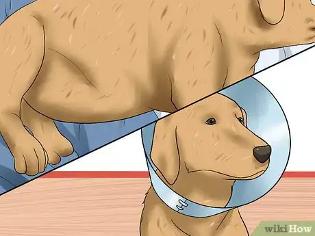 Image titled Prevent Arthritis in Dogs Step 8