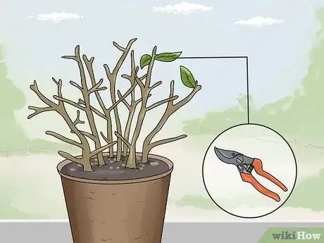 Image titled Overwinter Fuchsias Step 4