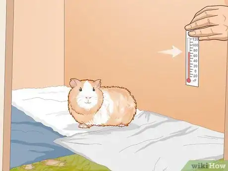 Image titled Care for an Outdoor Guinea Pig Step 28