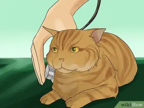 Image titled Diagnose Chronic Vomiting in Cats Step 8