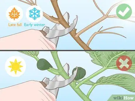 Image titled Prune Blackcurrants Step 1