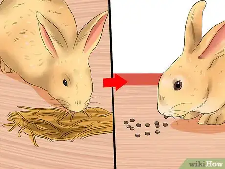 Image titled Diagnose Digestive Problems in Rabbits Step 9