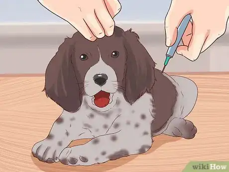 Image titled Prevent Hookworms in Dogs Step 8