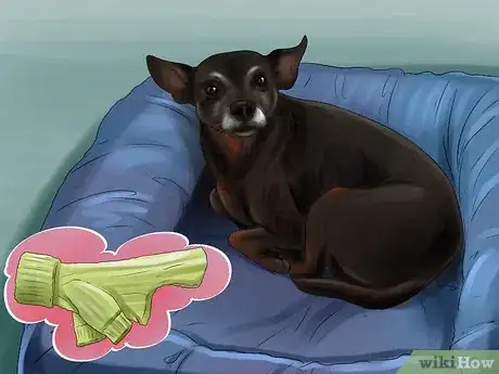 Image titled Choose a Minpin Step 14