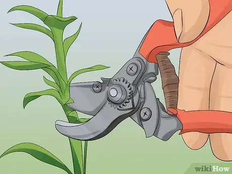 Image titled Grow Dahlias Step 14