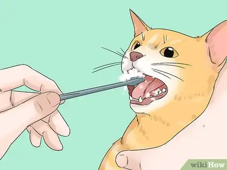 Image titled Care for a Balinese Step 10