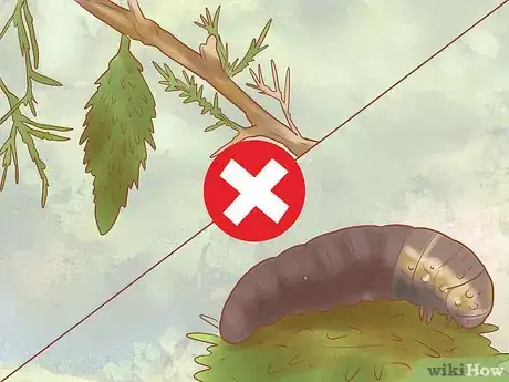 Image titled Plant Leyland Cypress Step 26