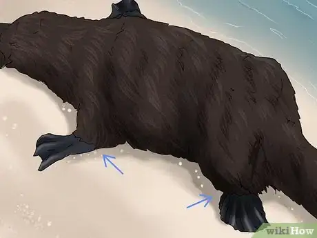Image titled Identify a Platypus Step 3