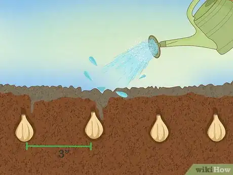 Image titled Plant Snowdrops Step 4