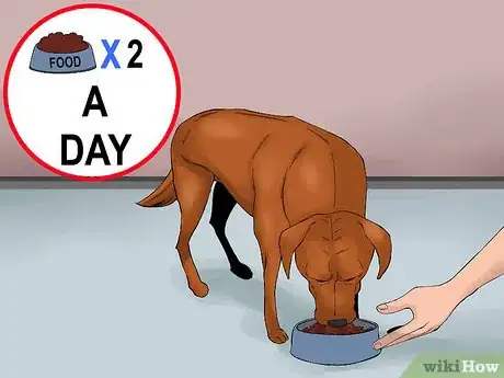 Image titled Become Close With Your Dog Step 5