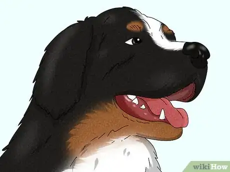 Image titled Identify a Bernese Mountain Dog Step 2