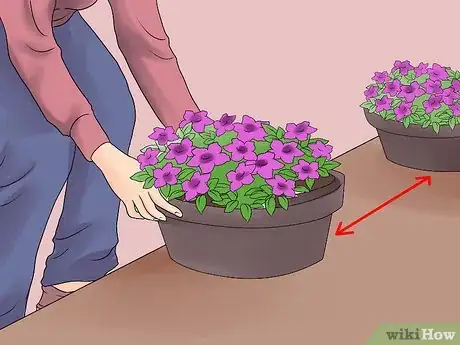 Image titled Grow Petunias Step 5