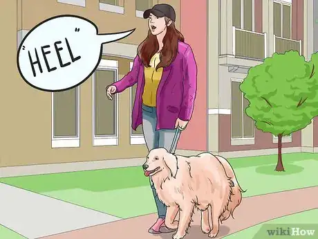 Image titled Walk Two Dogs Step 8