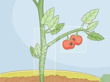 Image titled Identify Tomato Plant Diseases Step 6