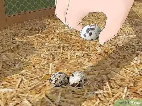 Image titled Care for an Asian Common Quail Step 10
