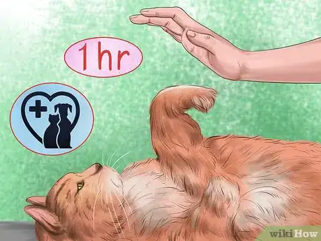 Image titled Make Vet Visits Less Stressful for Your Cat Step 5