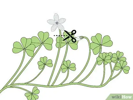 Image titled Harvest Wood Sorrel Step 5