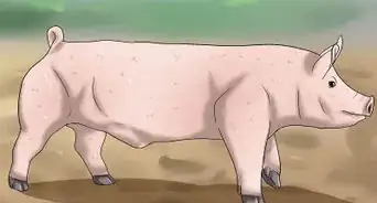 Pick out a Market Hog