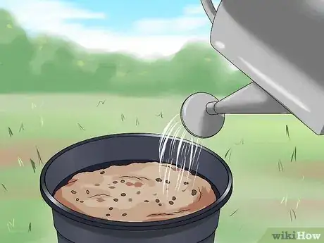 Image titled Grow Four O' Clock Flowers Step 11