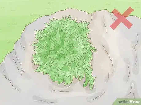 Image titled Identify Bryophytes Step 7