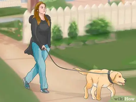 Image titled Diagnose Obesity in Labrador Retrievers Step 10