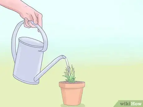 Image titled Grow Dwarf Pineapples Step 4