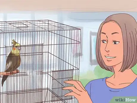 Image titled Train Cockatiels Step 1