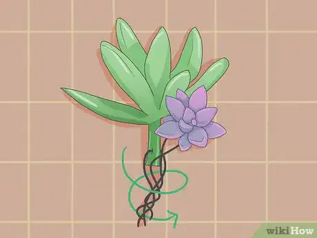 Image titled Make a Succulent Boutonniere Step 7