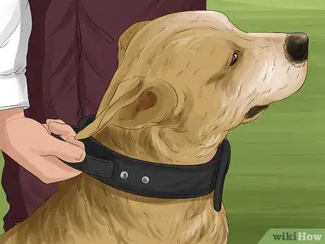 Image titled Return a Stray Dog to Its Owner Step 2