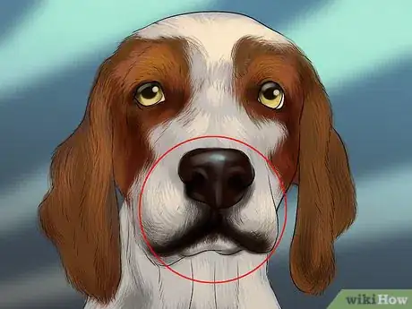 Image titled Identify a Welsh Springer Spaniel Step 5