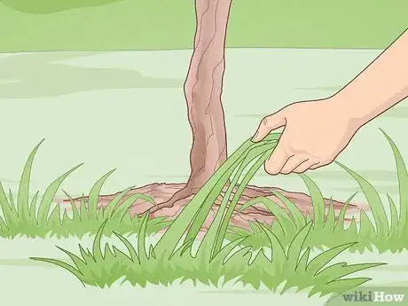 Image titled Grow Scuppernongs Step 16