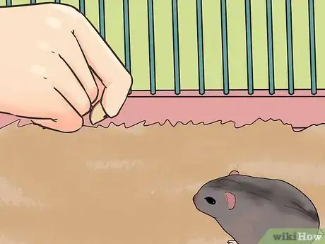 Image titled Set a Routine for Your Hamster Step 13